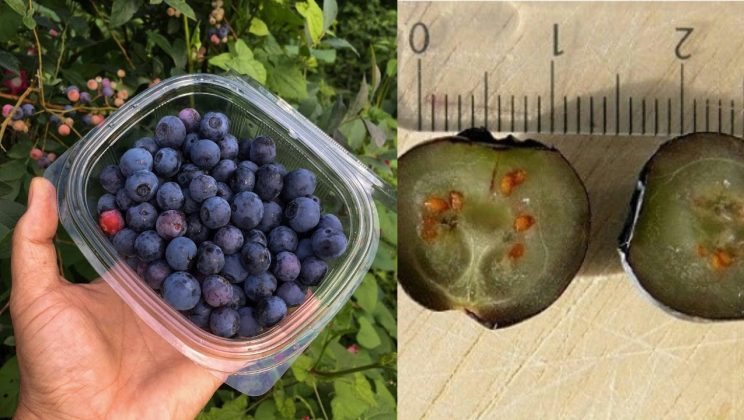 8 sorprendentes beneficios que obtienes cuando comes arándanos azules