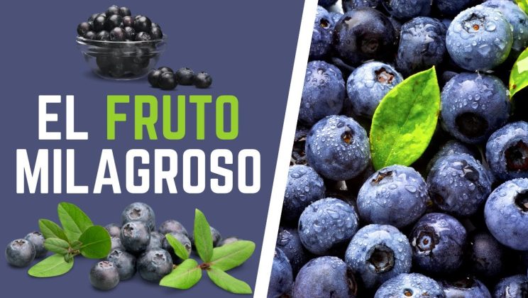 🔴 🟣 Los ARÁNDANOS y Sus BENEFICIOS Para La SALUD ❤️ 💜